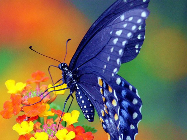 Все о бабочках в Горном-Алтайске | ЗооТом портал о животных