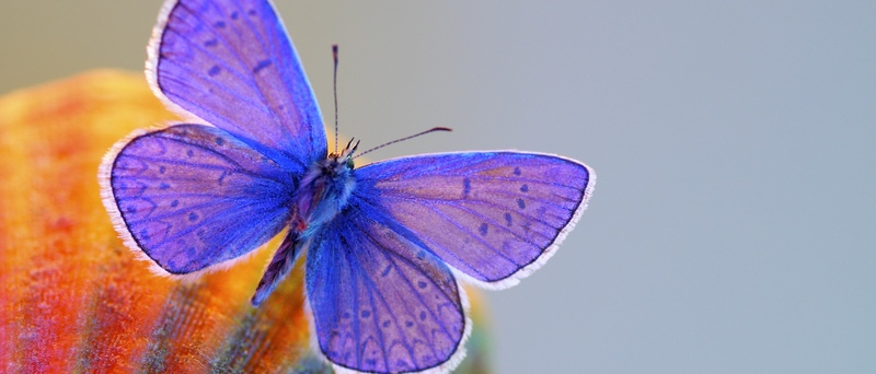 Все о бабочках в Горном-Алтайске | ЗооТом портал о животных