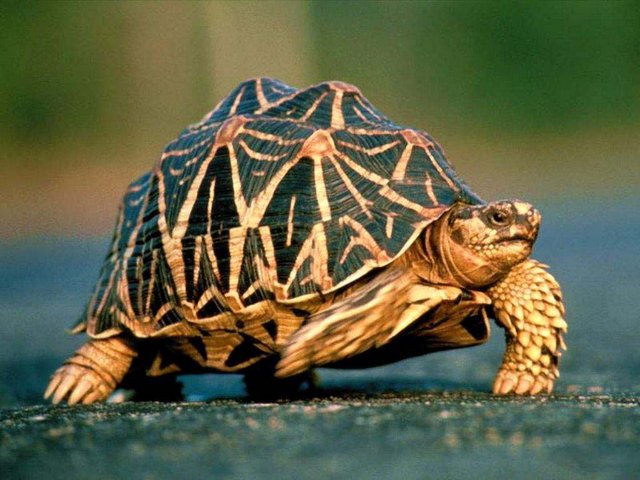Все о черепахах в Горном-Алтайске | ЗооТом портал о животных