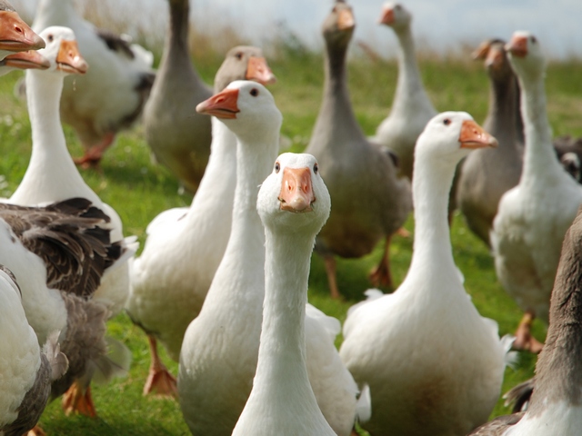 Все о гусях в Горном-Алтайске | ЗооТом портал о животных
