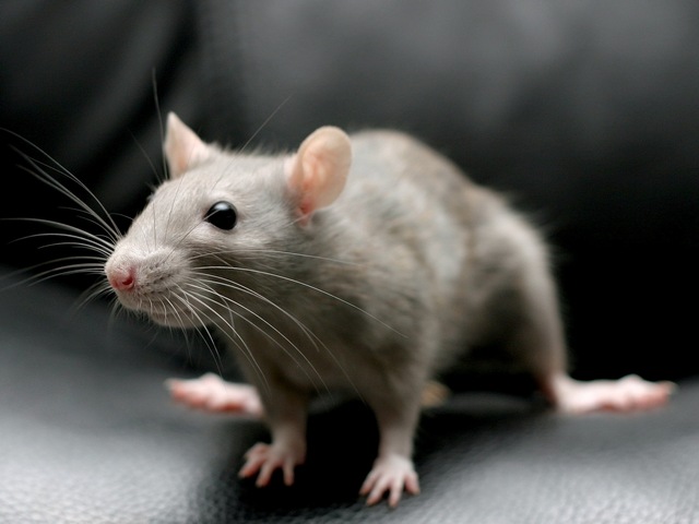 Все о крысах в Горном-Алтайске | ЗооТом портал о животных