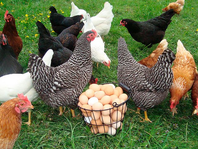 Содержание кур и уход за ними | ЗооТом - продажа, вязка и услуги для животных в Горном-Алтайске