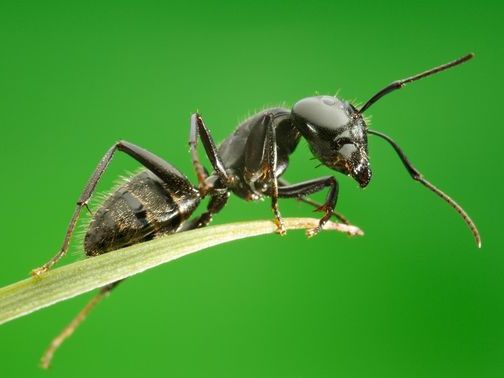 Все о муравьях в Горном-Алтайске | ЗооТом портал о животных