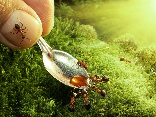 Все о муравьях в Горном-Алтайске | ЗооТом портал о животных