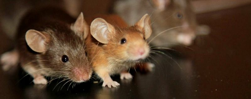 Все о мышах в Горном-Алтайске | ЗооТом - продажа, вязка и услуги для животных в Горном-Алтайске