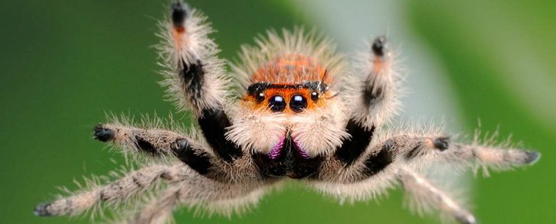Все о пауках в Горном-Алтайске | ЗооТом портал о животных
