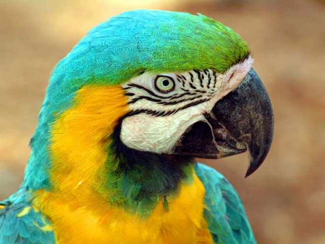Все о попугаях в Горном-Алтайске | ЗооТом портал о животных