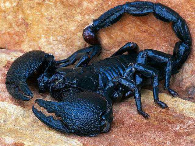 Все о скорпионах в Горном-Алтайске | ЗооТом портал о животных