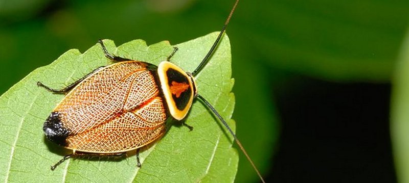 Все о тараканах в Горном-Алтайске | ЗооТом портал о животных