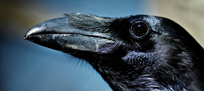 Все о воронах в Горном-Алтайске | ЗооТом портал о животных