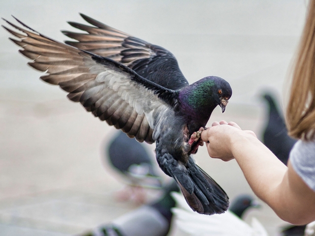Все о голубях | ЗооТом - продажа, вязка и услуги для животных в Горном-Алтайске