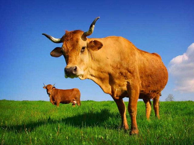 Все о коровах в Горном-Алтайске | ЗооТом портал о животных