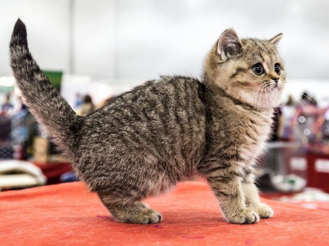 Породы кошек в Горном-Алтайске | ЗооТом портал о животных