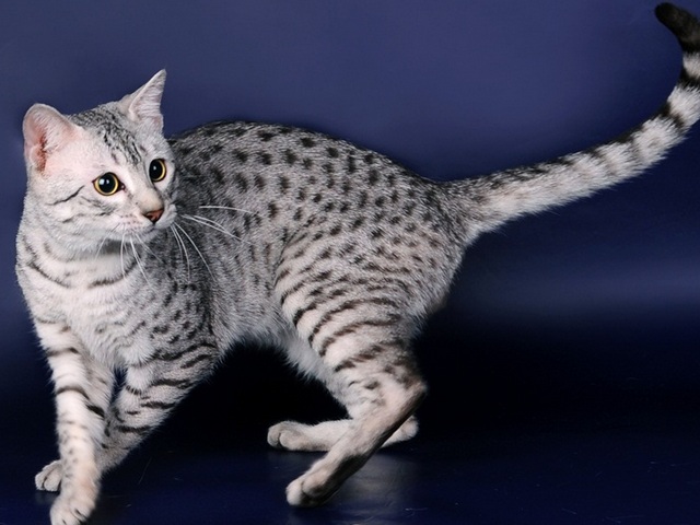 Породы кошек в Горном-Алтайске | ЗооТом портал о животных