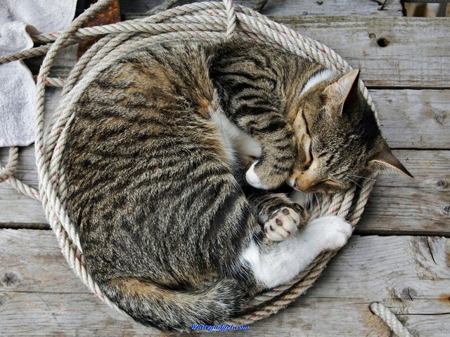 Все о кошках в Горном-Алтайске | ЗооТом портал о животных