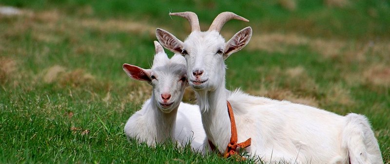 Все о козах в Горном-Алтайске | ЗооТом портал о животных
