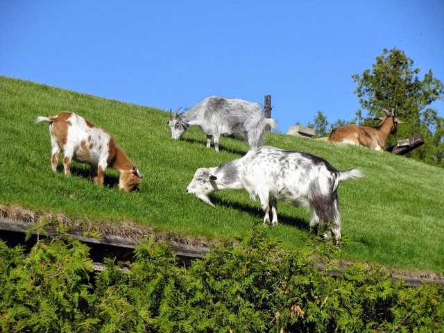 Все о козах в Горном-Алтайске | ЗооТом портал о животных