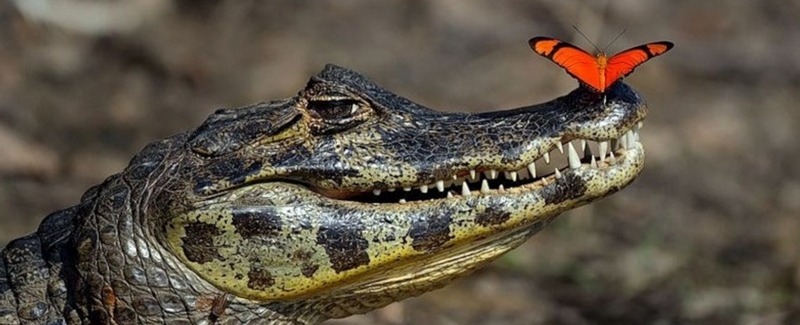 Все о крокодилах в Горном-Алтайске | ЗооТом портал о животных