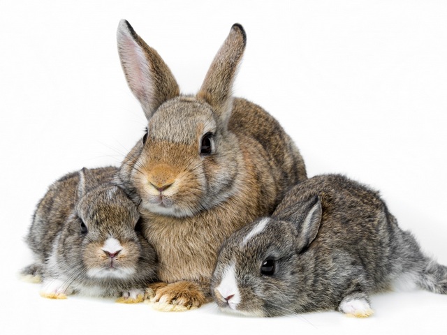 Все о кроликах в Горном-Алтайске | ЗооТом портал о животных