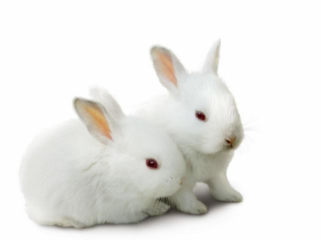 Все о кроликах в Горном-Алтайске | ЗооТом портал о животных