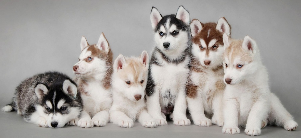 Объявления о собаках | ЗооТом - продажа, вязка и услуги для животных в Горном-Алтайске