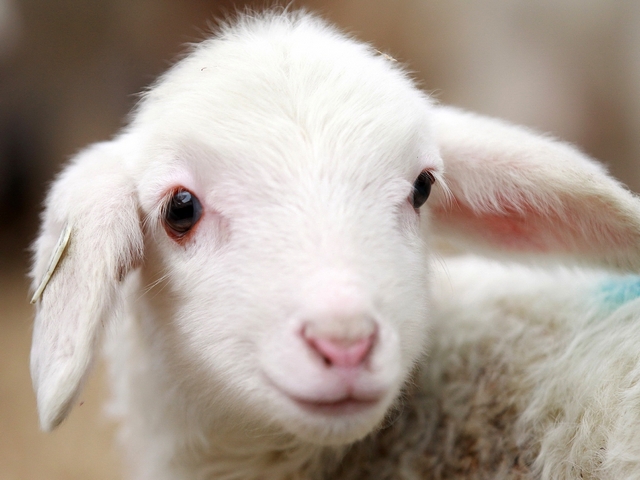 Овцы и бараны в Горном-Алтайске | ЗооТом портал о животных