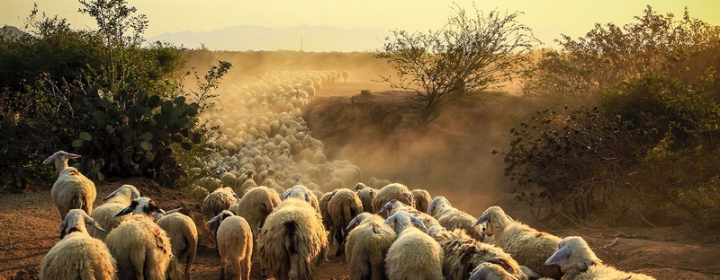 Все об овцах в Горном-Алтайске | ЗооТом портал о животных