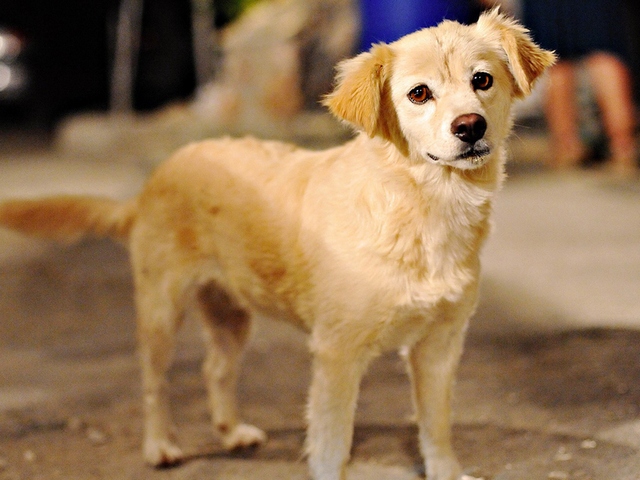 Породы собак в Горном-Алтайске | ЗооТом портал о животных
