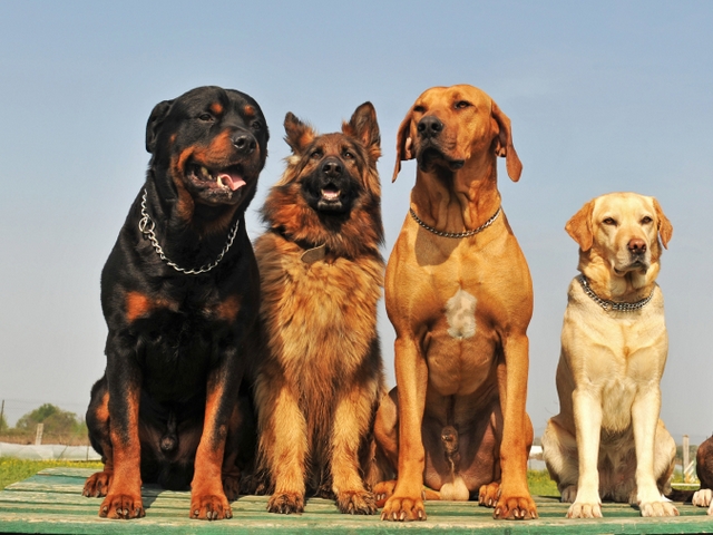 Крупные породы собак в Горном-Алтайске | ЗооТом портал о животных