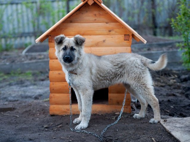 Все о собаках в Горном-Алтайске