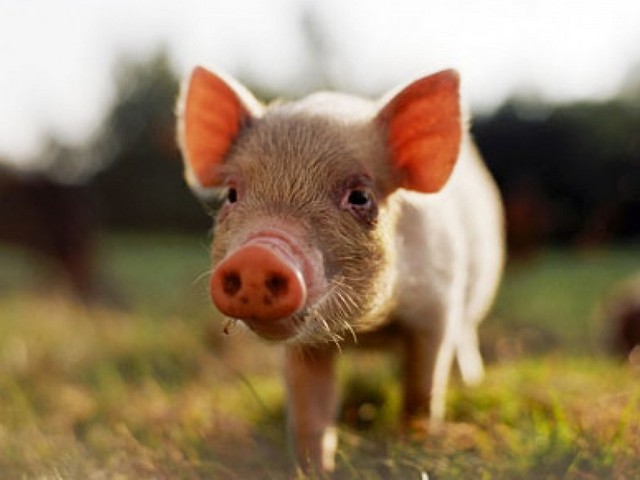 Все о свиньях в Горном-Алтайске | ЗооТом портал о животных