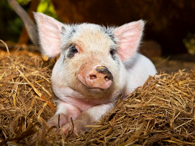 Все о свиньях в Горном-Алтайске | ЗооТом портал о животных