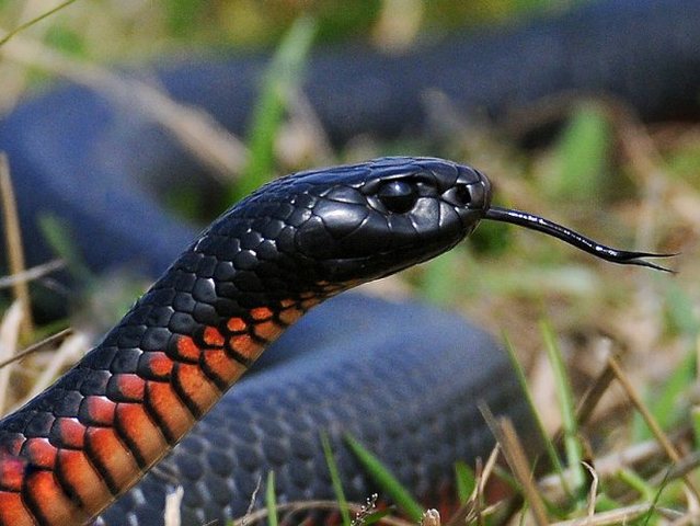 Все о змеях в Горном-Алтайске | ЗооТом портал о животных